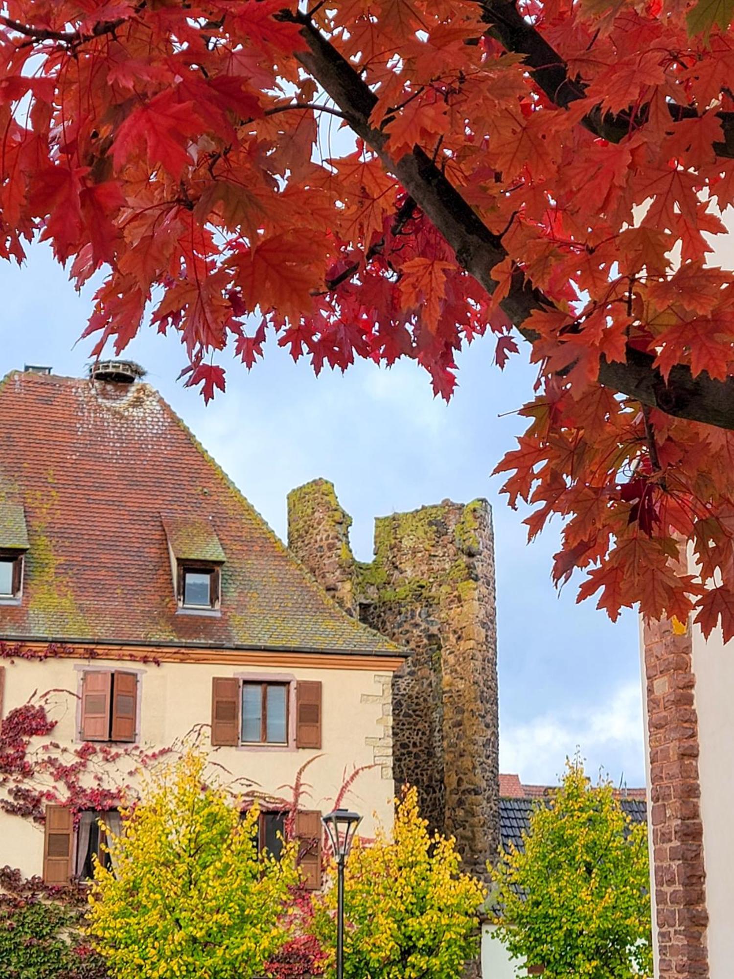 Апартаменты "La Vigne Dort" Cocon Romantique Herrlisheim-pres-Colmar Экстерьер фото